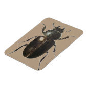 Magnet Flexible Stag Beetle 2011 (Côté Gauche)