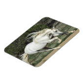 Magnet Flexible Stallion andalou courant, PR (Côté Gauche)