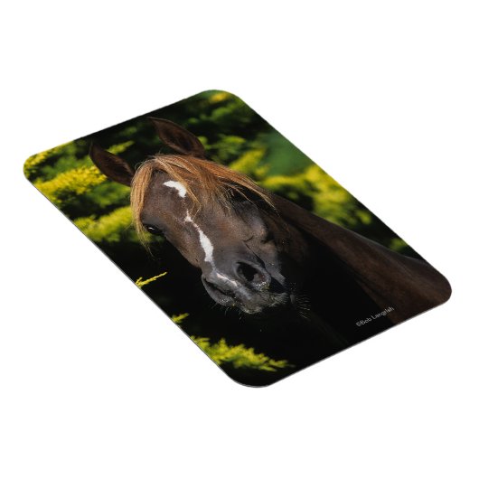 Magnet Flexible Stallion arabe (Côté Droit)