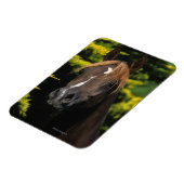 Magnet Flexible Stallion arabe (Côté Gauche)