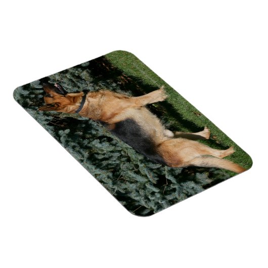 Magnet Flexible Stand de spectacle berger allemand (Côté Droit)