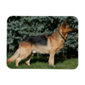 Magnet Flexible Stand de spectacle berger allemand (Horizontal)