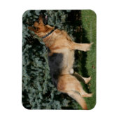 Magnet Flexible Stand de spectacle berger allemand (Vertical)