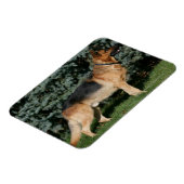 Magnet Flexible Stand de spectacle berger allemand (Côté Gauche)