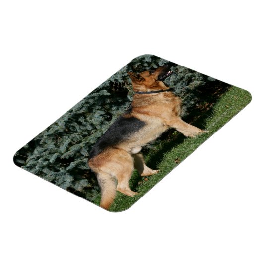 Magnet Flexible Stand de spectacle berger allemand (Côté Gauche)