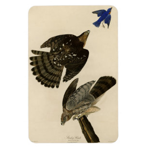 Magnet Flexible Stanley (Cooper's) Hawk Audubon's Birds of America