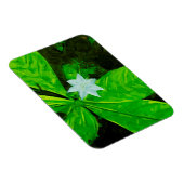 Magnet Flexible Star Flower, un Fleur sauvage blanc Abstrait (Côté Droit)