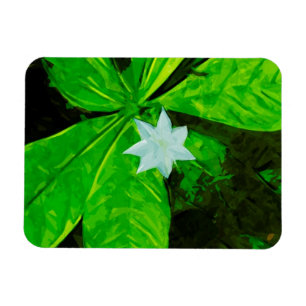 Magnet Flexible Star Flower, un Fleur sauvage blanc Abstrait
