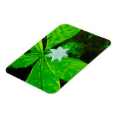 Magnet Flexible Star Flower, un Fleur sauvage blanc Abstrait (Côté Gauche)