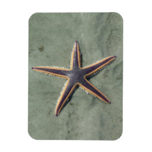 Magnet Flexible Starfish Purple étoile de mer sur la plage