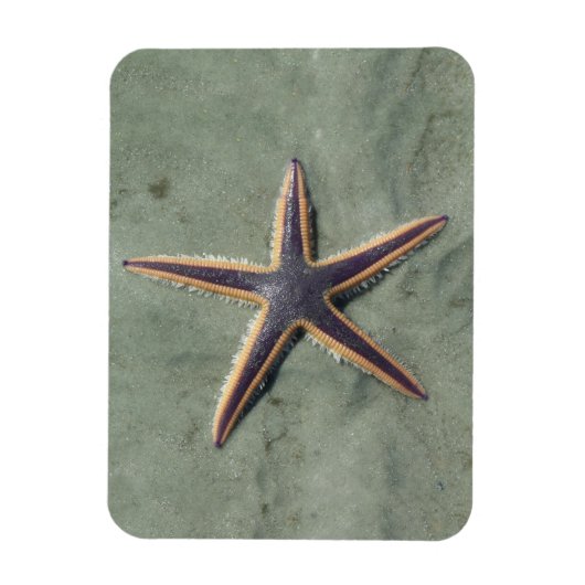 Magnet Flexible Starfish Purple étoile de mer sur la plage (Vertical)