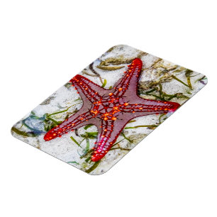 Magnet Flexible Starfish, Zanzibar, Tanzanie