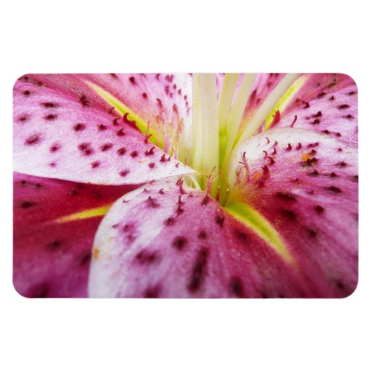 Magnet Flexible Stargazer Lily brillant Magenta Floral (Horizontal)
