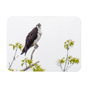 Magnet Flexible Staring Osprey