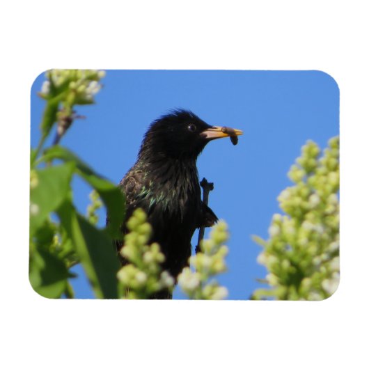 Magnet Flexible Starling Sur L'Aimant Lilacs (Horizontal)