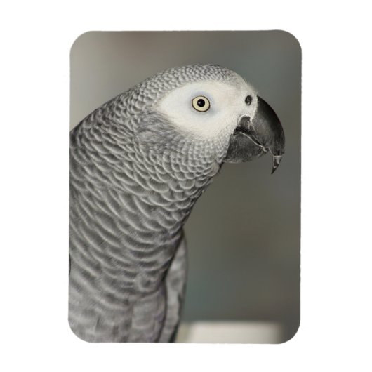 Magnet Flexible Stately african Grey Parrot (Vertical)