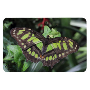 Magnet Flexible Stelènes de Siproeta