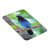 Magnet Flexible Steller's Jay Painting - Art original pour oiseaux (Côté Droit)