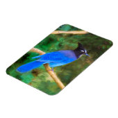 Magnet Flexible Steller's Jay Painting - Art original pour oiseaux (Côté Gauche)