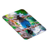Magnet Flexible Steller's Jay - Photographie originale (Côté Droit)