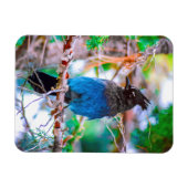 Magnet Flexible Steller's Jay - Photographie originale (Horizontal)