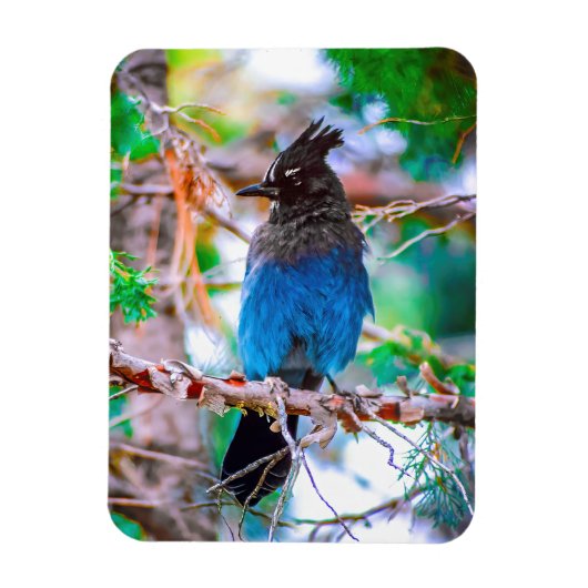 Magnet Flexible Steller's Jay - Photographie originale (Vertical)