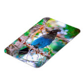Magnet Flexible Steller's Jay - Photographie originale (Côté Gauche)