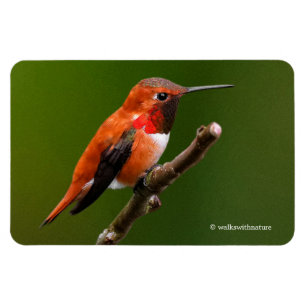 Magnet Flexible Stunning Ruf Hummingbird on the Cherry Tree