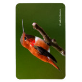 Magnet Flexible Stunning Ruf Hummingbird on the Cherry Tree (Vertical)