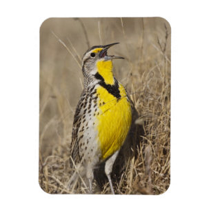 Magnet Flexible Sturnelle de l'Ouest (Strunella neglecta)