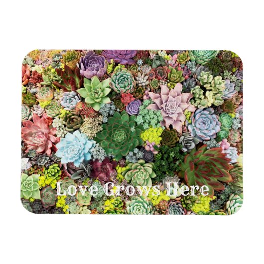 Magnet Flexible Succulents colorés (Horizontal)
