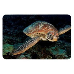 Magnet Flexible Sulawesi   Tortue marine verte