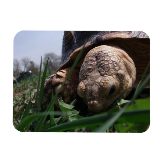 Magnet Flexible Sulcata Tortoise Grosseur en herbe (Horizontal)