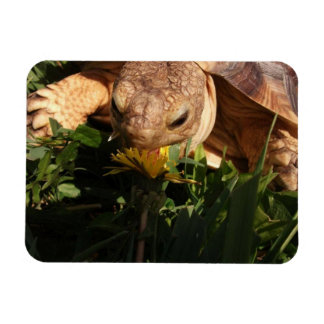 Magnet Flexible Sulcata Tortoise mord Dandelion dans l'herbe