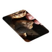 Magnet Flexible Sulcata Tortoise observer les gens orteils (Côté Droit)