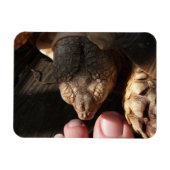Magnet Flexible Sulcata Tortoise observer les gens orteils (Horizontal)
