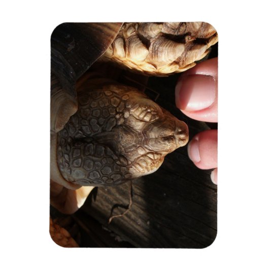 Magnet Flexible Sulcata Tortoise observer les gens orteils (Vertical)