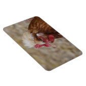 Magnet Flexible Sulmtaler Hen (Côté Droit)