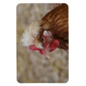 Magnet Flexible Sulmtaler Hen (Vertical)
