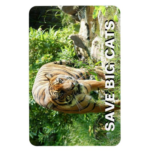 Magnet Flexible Sumatran Tiger (Vertical)