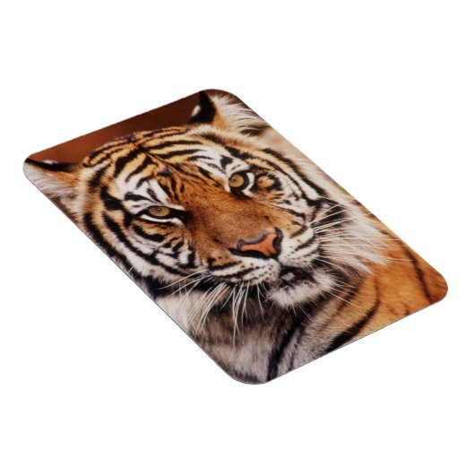 Magnet Flexible Sumatran Tiger (Côté Droit)