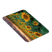 Magnet Flexible Sunflower Field à Longmont, Colorado (Côté Droit)