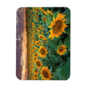 Magnet Flexible Sunflower Field à Longmont, Colorado (Vertical)