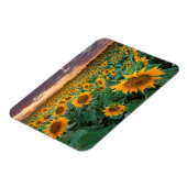 Magnet Flexible Sunflower Field à Longmont, Colorado (Côté Gauche)
