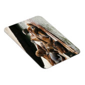 Magnet Flexible Sunning Lions à San Francisco (Côté Droit)