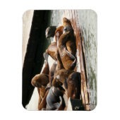 Magnet Flexible Sunning Lions à San Francisco (Vertical)