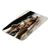 Magnet Flexible Sunning Lions à San Francisco (Côté Gauche)