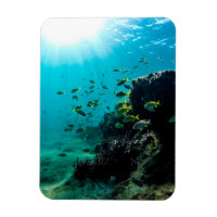 Sunshine and Tropical Fish