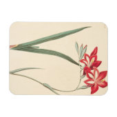 Magnet Flexible Superbe Drapeau De Maïs (Horizontal)