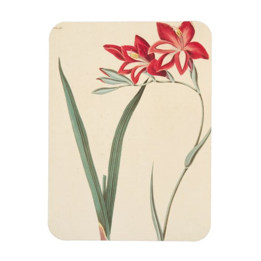 Magnet Flexible Superbe Drapeau De Maïs (Vertical)